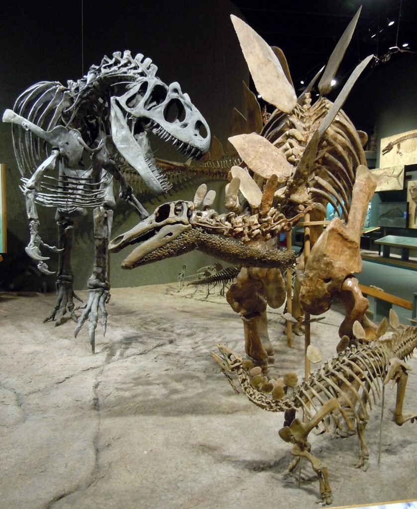Esqueletos montados de Allosaurus fragilis atacando um Stegosaurus stenops, exposição do Museu de História Natural de Denver