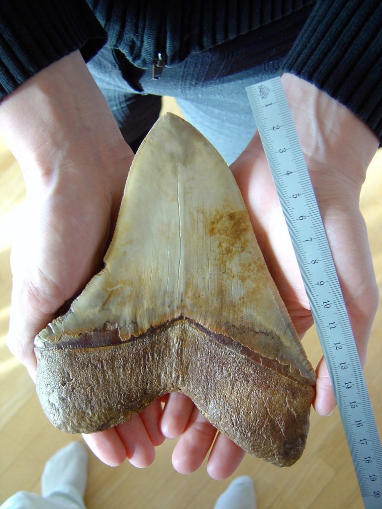 Dente fóssil de Otodus megalodon de 18 centímetros segurado com as duas mãos, com uma régua metálica encostada na borda serrilhada mostrando a escala, coroa marrom-clara e raiz mais escura