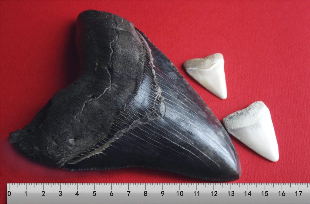 Dente fóssil de Otodus megalodon ao lado de dois dentes de tubarão-branco sobre fundo vermelho, com uma régua graduada que mostra a diferença de tamanho entre eles