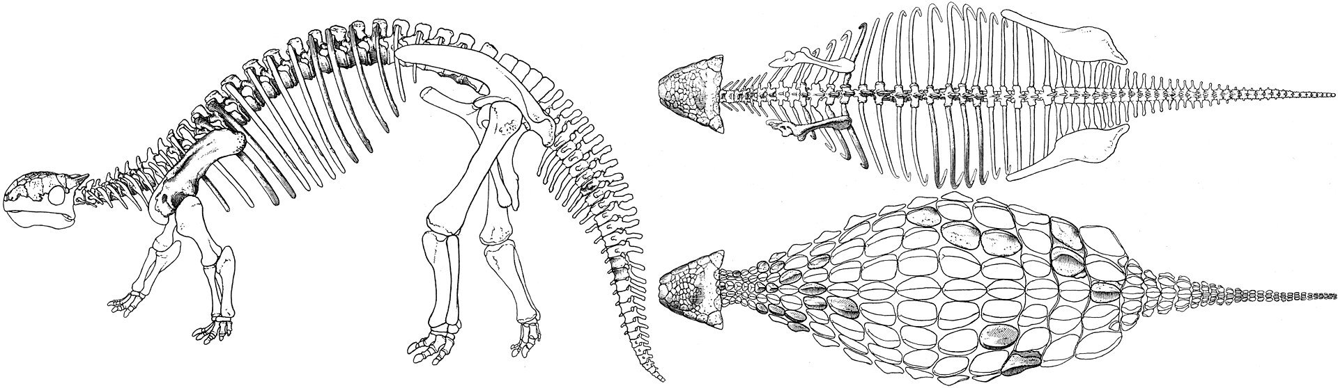 Ilustração científica em preto e branco do esqueleto de Ankylosaurus magniventris em vista lateral publicado em 1908