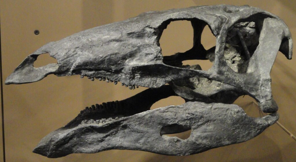 Crânio de Stegosaurus stenops em vista lateral, com bico sem dentes na ponta do focinho, dentes pequenos em forma de folha e mandíbula alongada, exposto em um museu