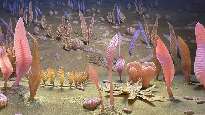 Reconstrução em diorama do fundo marinho do Período Ediacarano com organismos em forma de fronde do gênero Charnia fixados ao substrato microbiano.