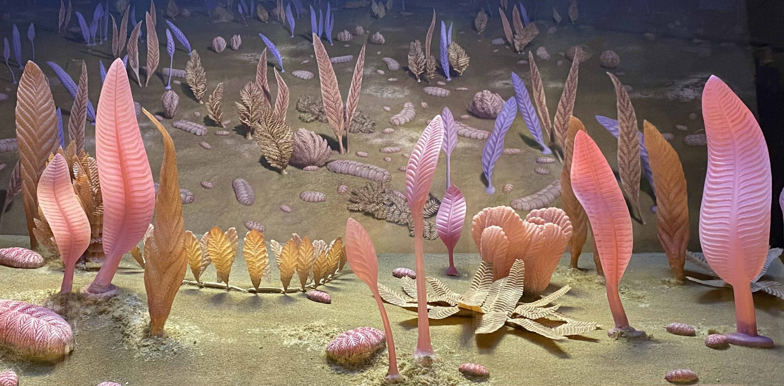 Reconstrução em diorama do fundo marinho do Período Ediacarano com organismos em forma de fronde do gênero Charnia fixados ao substrato microbiano.