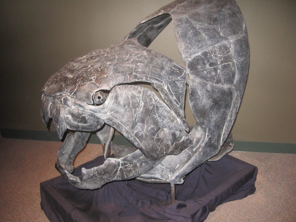 Crânio fóssil montado de Dunkleosteus terrelli exposto em museu, com as placas ósseas da cabeça e do tronco encaixadas, a boca aberta e as lâminas de osso das mandíbulas visíveis no lugar dos dentes
