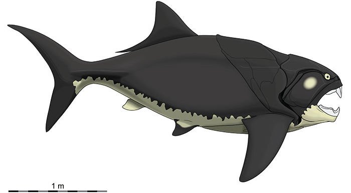 Reconstrução científica em silhueta lateral de Dunkleosteus terrelli, mostrando corpo atarracado, armadura óssea na cabeça e no tronco anterior, e escala de 1 metro