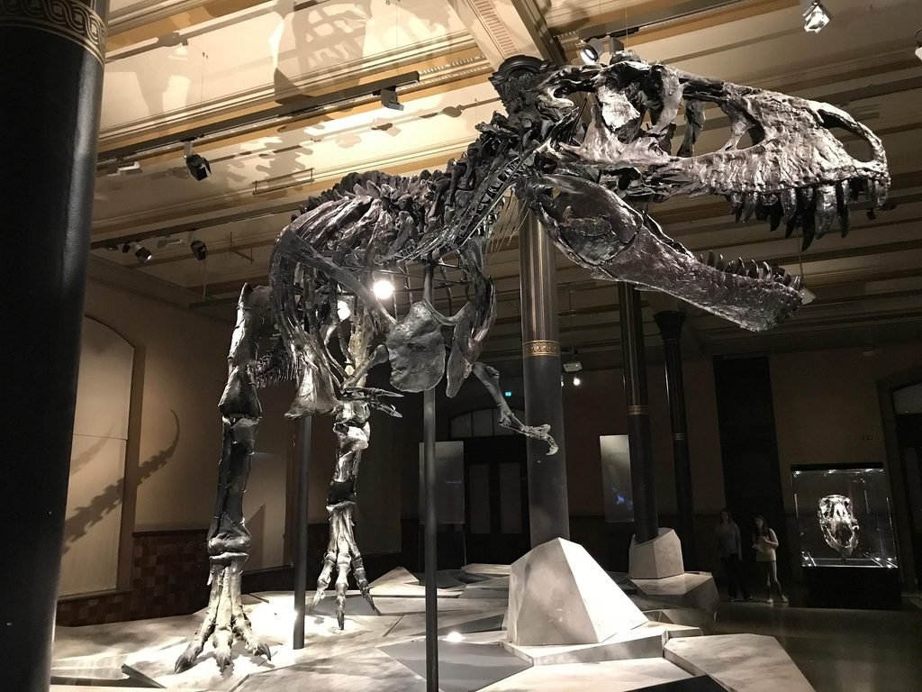 Esqueleto montado de Tyrannosaurus rex em exposição em um museu.