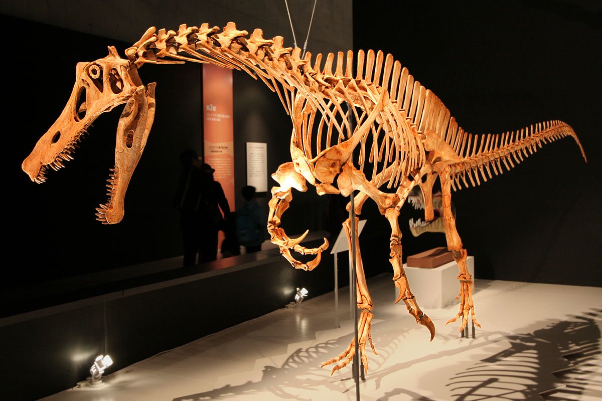 Montagem esquelética de Irritator challengeri em exposição, com mandíbula aberta, focinho alongado, braços com garras e cauda longa.