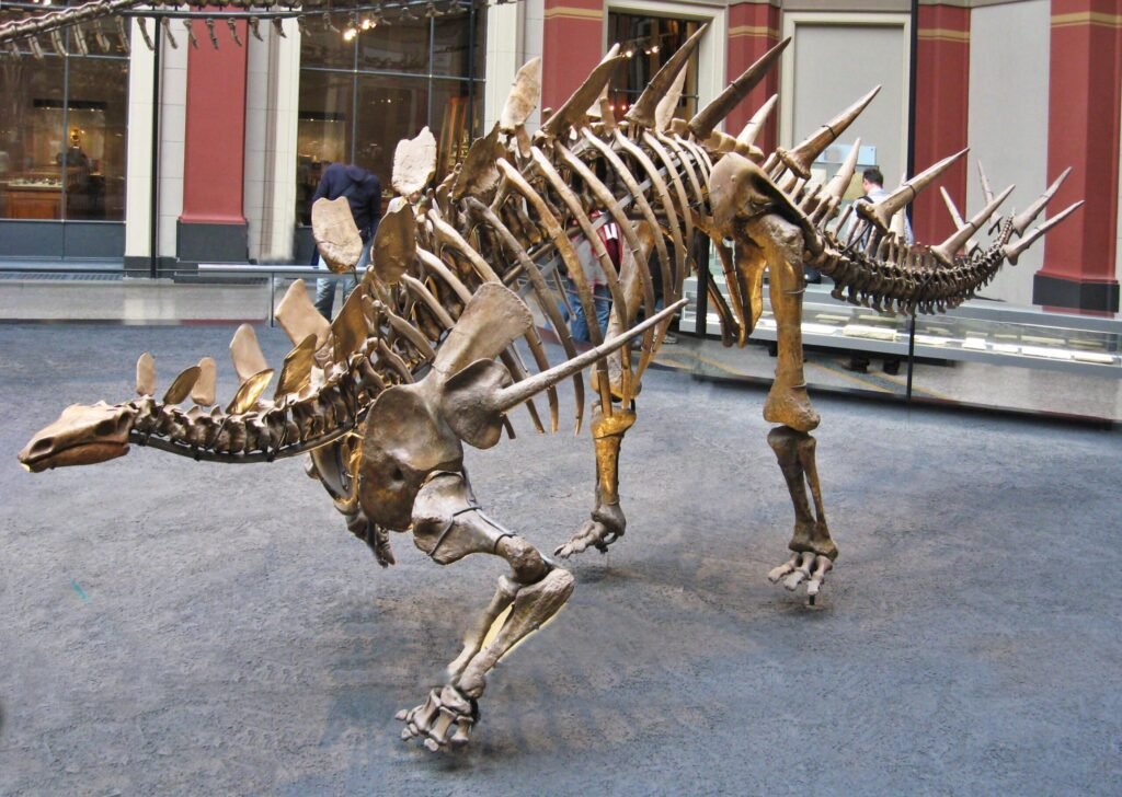 Esqueleto montado de Kentrosaurus aethiopicus no Museu de História Natural de Berlim, com placas no pescoço, espinhos longos no dorso e na cauda e um espinho no ombro