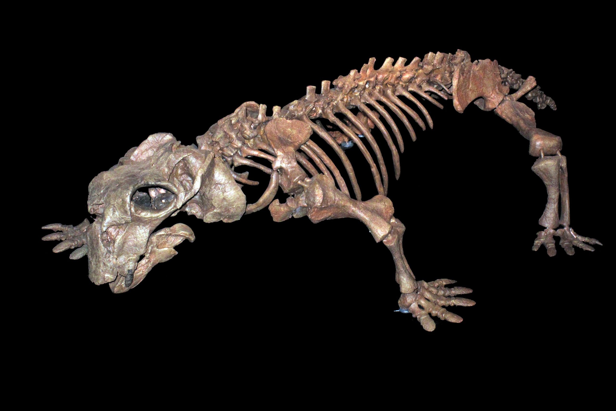 Esqueleto fóssil montado de Lystrosaurus em exposição, mostrando o crânio curto com duas presas, o corpo robusto e as patas curtas.
