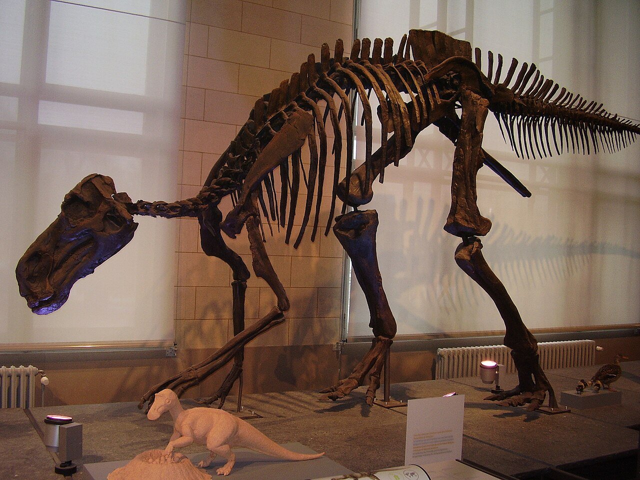 Esqueleto montado de Maiasaura peeblesorum em exposição no Museu de Ciências Naturais de Bruxelas.