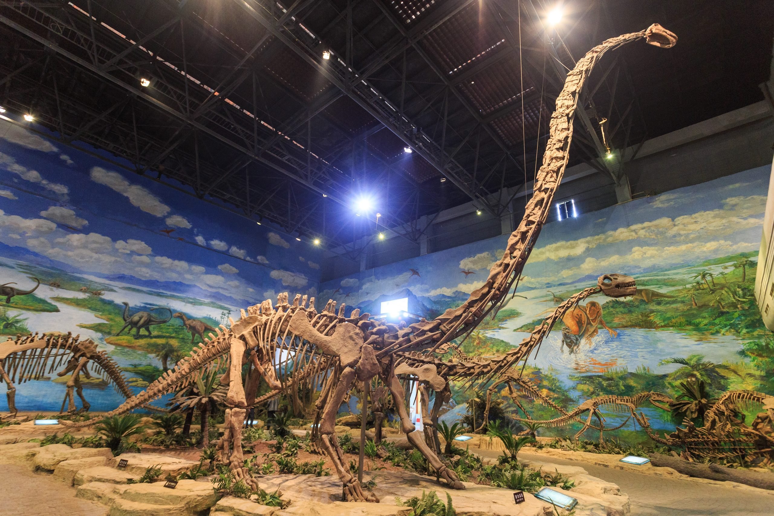 Esqueleto montado de Mamenchisaurus hochuanensis visto de baixo no Museu dos Dinossauros de Zigong, China.
