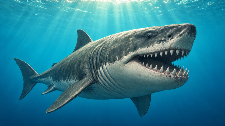 Reconstrução artística de Otodus megalodon nadando em mar aberto, com corpo robusto semelhante ao de um tubarão-branco gigante e mandíbula aberta mostrando dentes triangulares serrilhados
