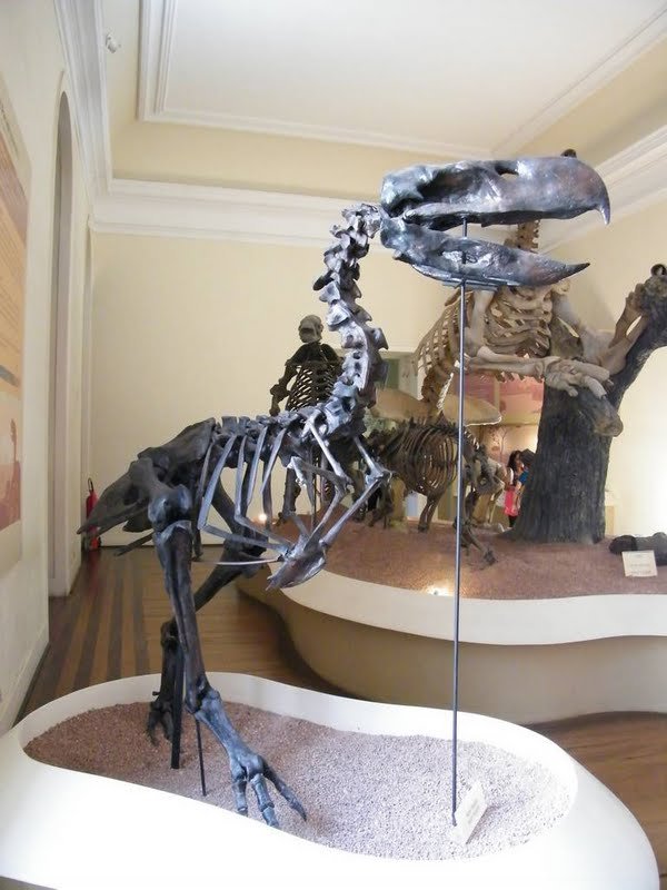 Esqueleto montado de Paraphysornis brasiliensis em exposição no Museu Nacional, Rio de Janeiro.