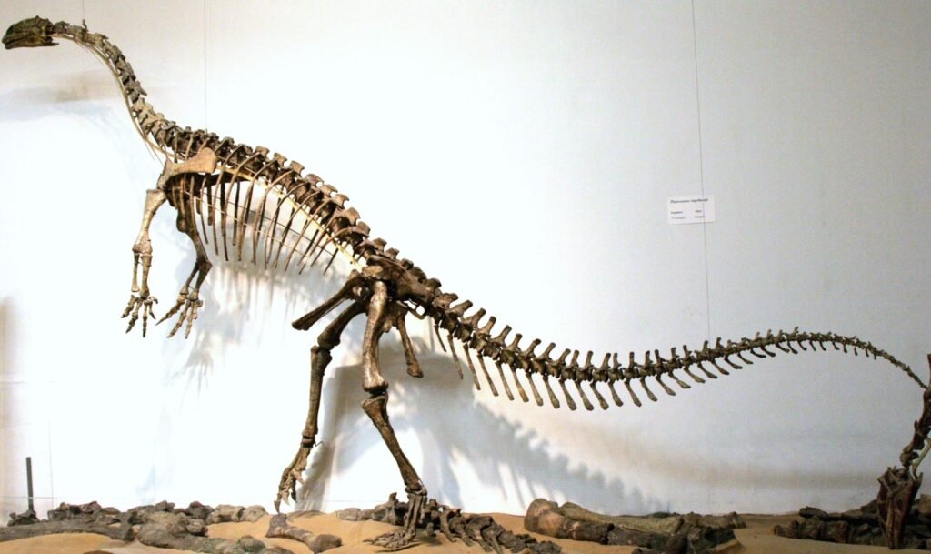 Reconstrução artística de Plateosaurus caminhando sobre as patas traseiras em direção à câmera, em um ambiente semiárido com coníferas ao fundo.