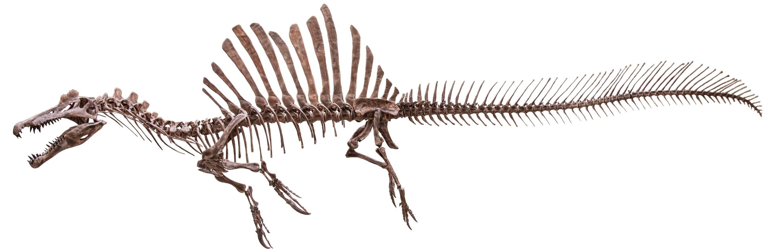 Fotografia de uma montagem de esqueleto de Spinosaurus aegyptiacus, exibindo a longa vela dorsal, o focinho alongado de crocodilo, o corpo comprido e os membros posteriores curtos adaptados para a água.