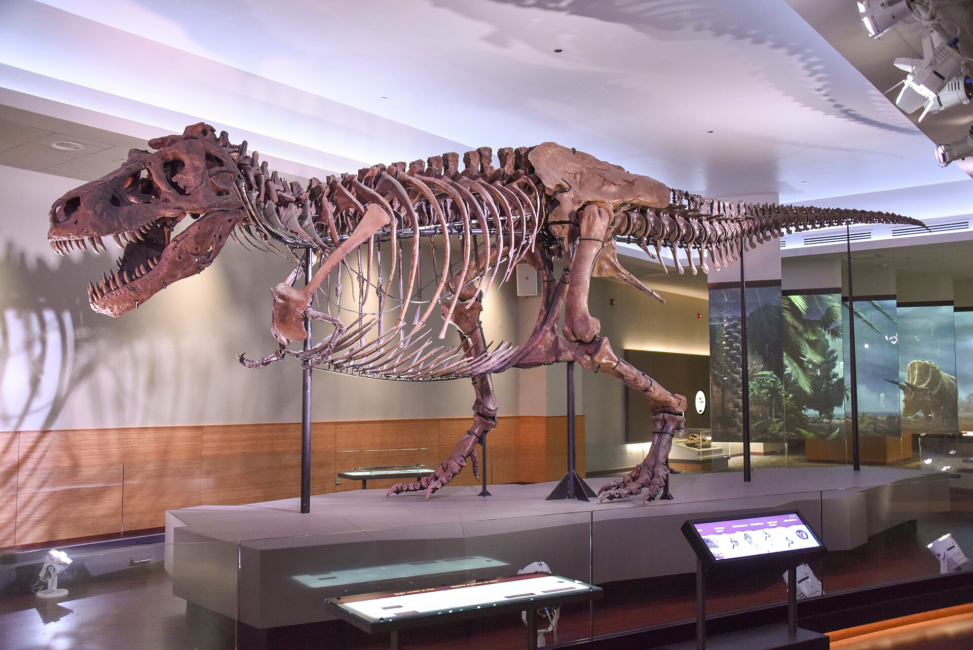 Esqueleto de SUE, espécime de Tyrannosaurus rex, em exposição no Field Museum de Chicago.