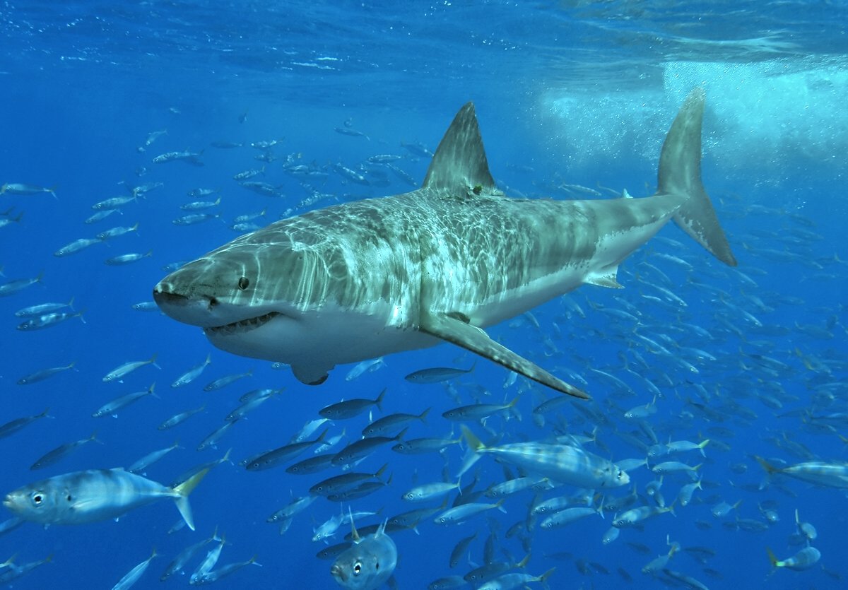 Tubarão-branco adulto de cerca de 3,5 metros nadando em água azul aberta cercado por um cardume de peixes pequenos, fotografado em luz natural em Isla Guadalupe, no México