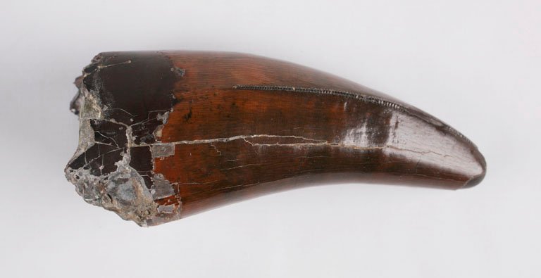Fotografia de um dente fossilizado de Tyrannosaurus rex em exposição no The Children's Museum of Indianapolis, mostrando o formato serrilhado e o tamanho característico do predador