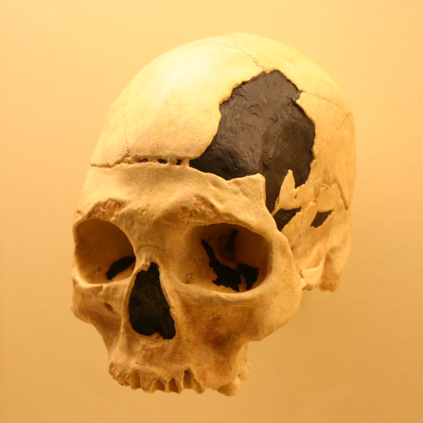 Réplica do crânio fóssil de Homo sapiens Oase 2 da caverna Peștera cu Oase exposto em vitrine de museu