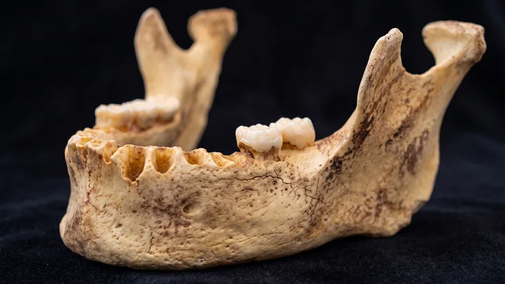 Reconstrução artística de uma fotografia em macro da mandíbula fossilizada Oase 1 apoiada horizontalmente em superfície escura de veludo, com textura detalhada, protuberância mentual, amplos ramos ascendentes e molares mineralizados.
