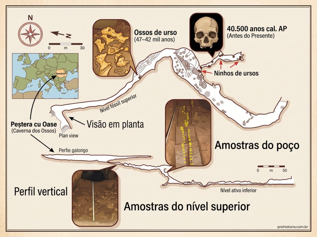 Infográfico ilustrando a planta e o perfil da caverna Peștera cu Oase na Roménia, destacando os locais de descoberta de ossos de urso e de um crânio humano fóssil